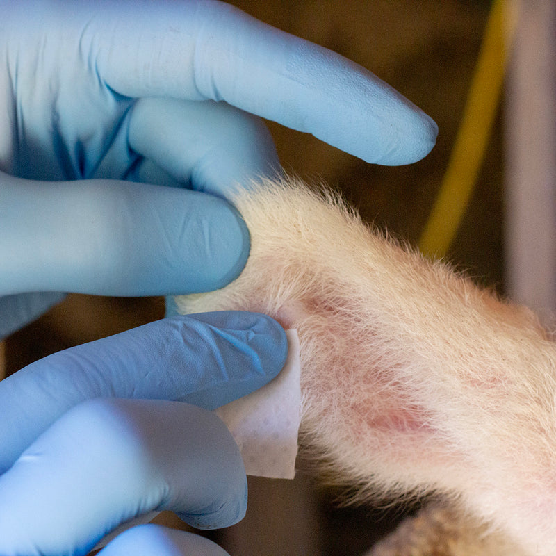 BOCCS prep pads being used on livestock animal's ear