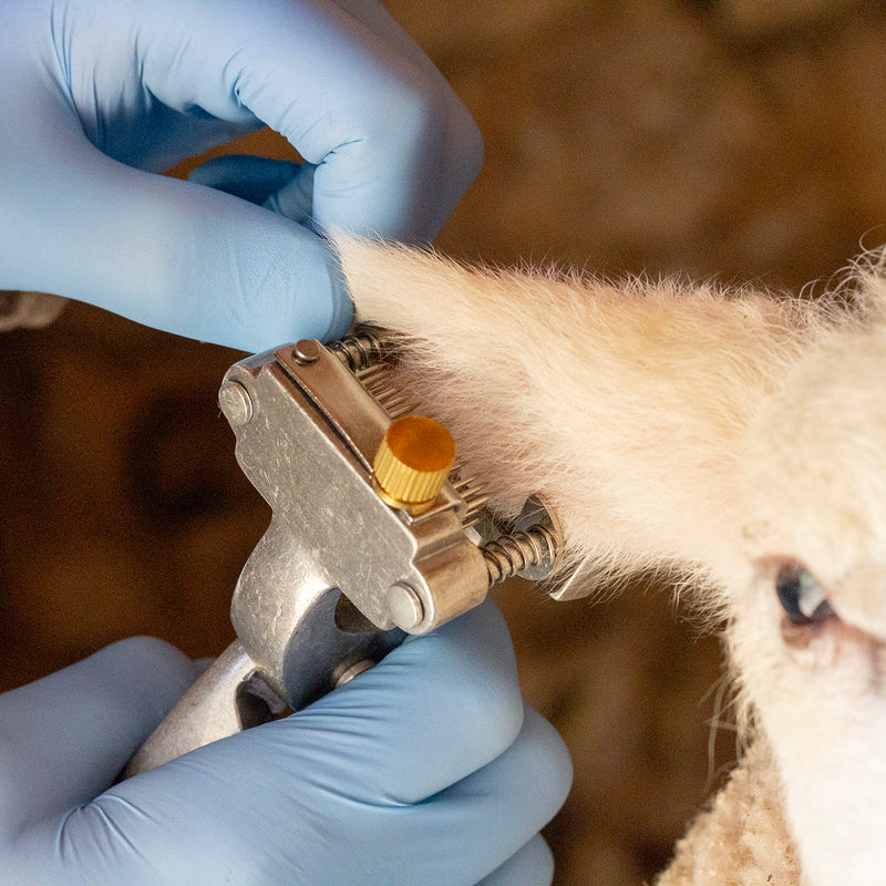 BOCCS Tattoo pliers for goat identification
