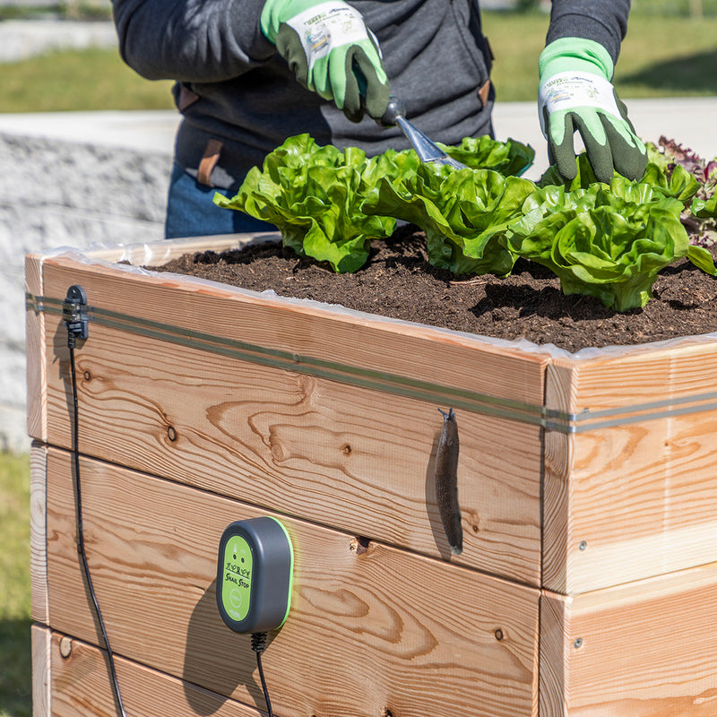 Kerbl Snail Stop ELectrical Fence barrier on raised garden bed 
