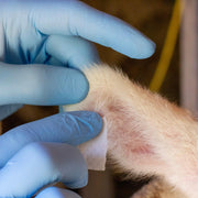 Preparing Livestock for Identification 