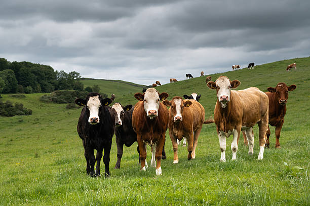 Bovine