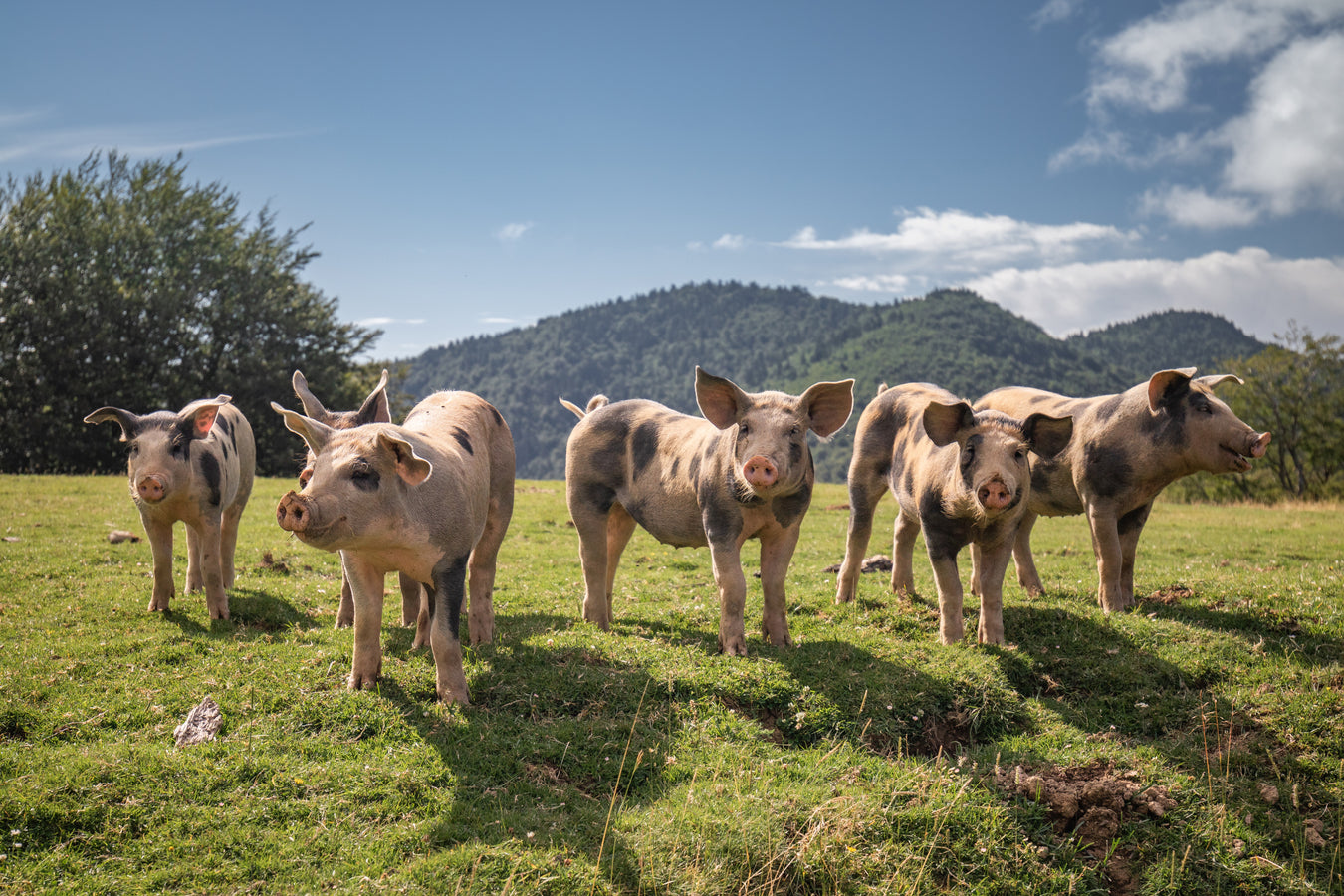 Swine Health & Herd Supplies
