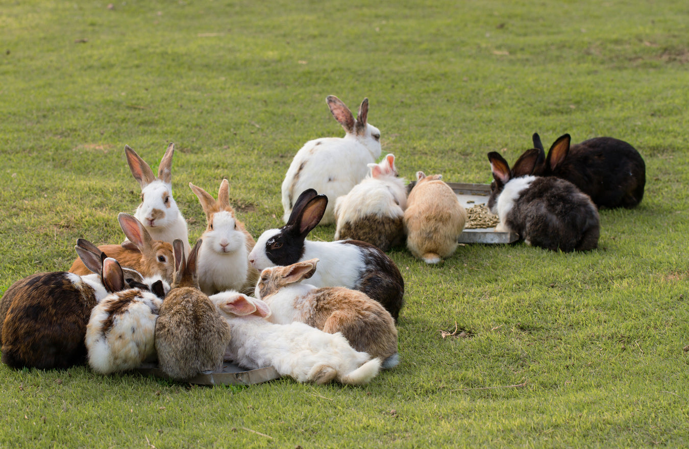 Rabbits