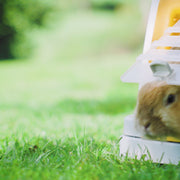 Kerbl Rabbit Burrowing Base Video with Complete Demonstration 
