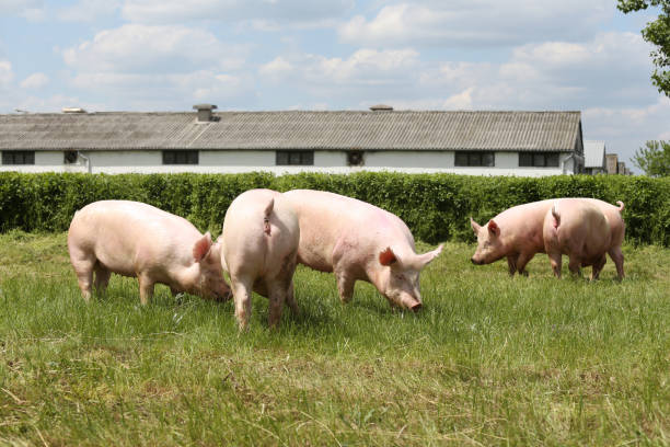 Swine
